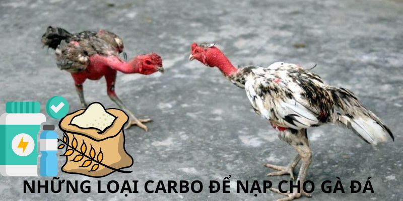 Những thực phẩm carbo để nạp cho gà