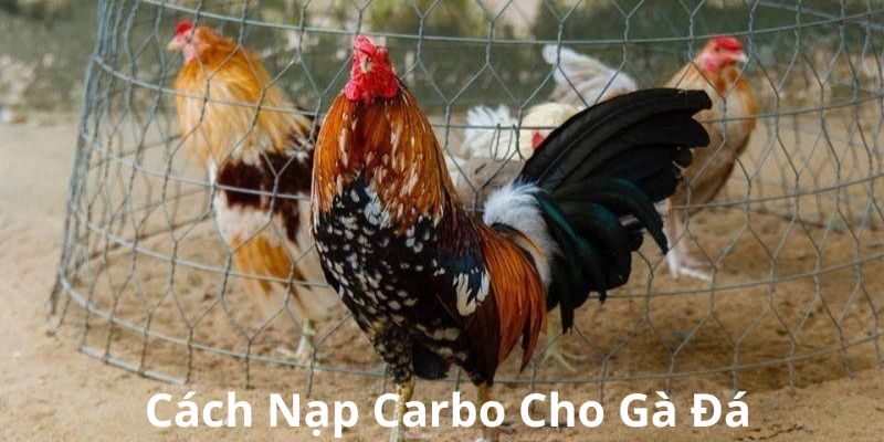 Chi tiết cách nạp carbo cho gà đá chuẩn xác