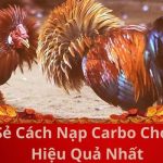 Chia Sẻ Cách Nạp Carbo Cho Gà Đá Hiệu Quả Nhất