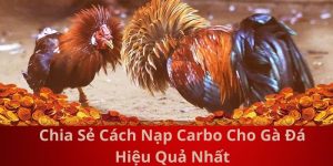 Chia Sẻ Cách Nạp Carbo Cho Gà Đá Hiệu Quả Nhất