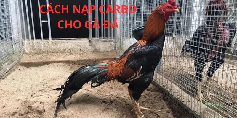 Khái niệm cách nạp carbo cho gà đá