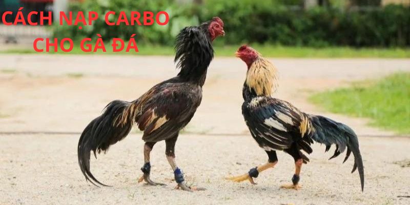 Vài  điểm cần chú ý khi bổ sung carbo