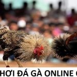 Cách Chơi Đá Gà Online Hiệu Quả Trăm Trận Trăm Thắng