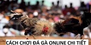 Cách Chơi Đá Gà Online Hiệu Quả Trăm Trận Trăm Thắng